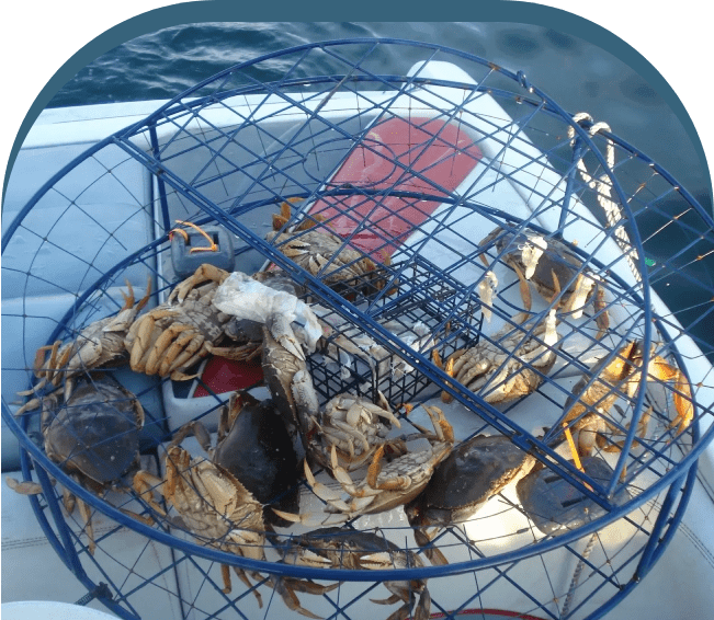 A basket full of crabs on the deck of a boat.